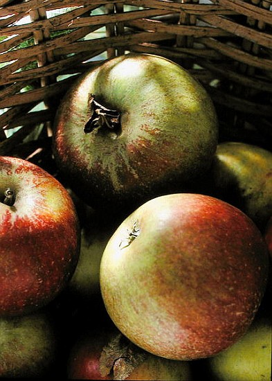 Cox''s apples in basket, 1994 (colour photo)  od Norman  Hollands