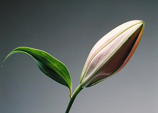 Lily bud & leaf, 1999 (colour litho)  od Norman  Hollands