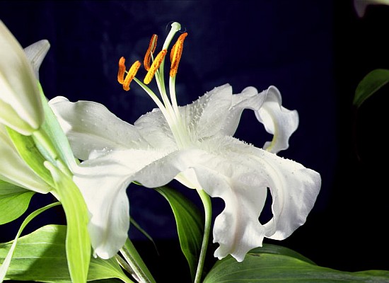 White lily, 1999 (colour photo)  od Norman  Hollands
