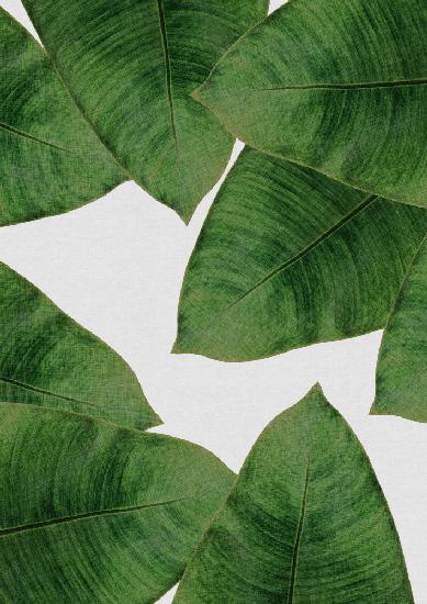 Banana Leaf II