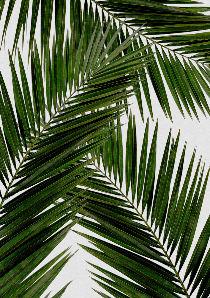 Palm Leaf III od Orara Studio