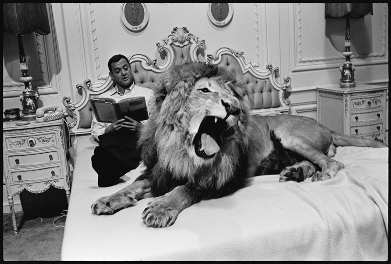 Tony Randall with lion (Zamba), on the set of Fluffy od Orlando Suero