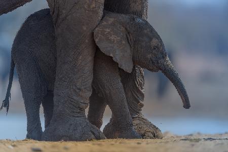 Elephant Calf with Mom