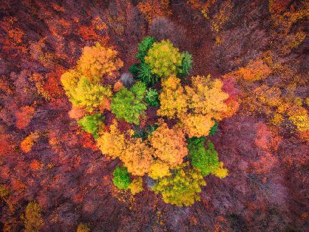 autumn flower