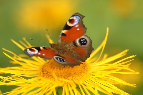 Schmetterling auf Blume 9 od 