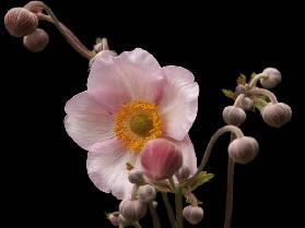 Anemone japonica