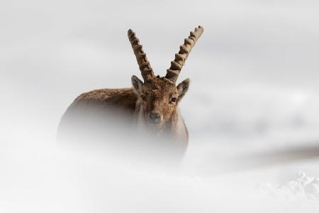 Alpine Ibex