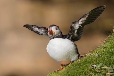 Puffin