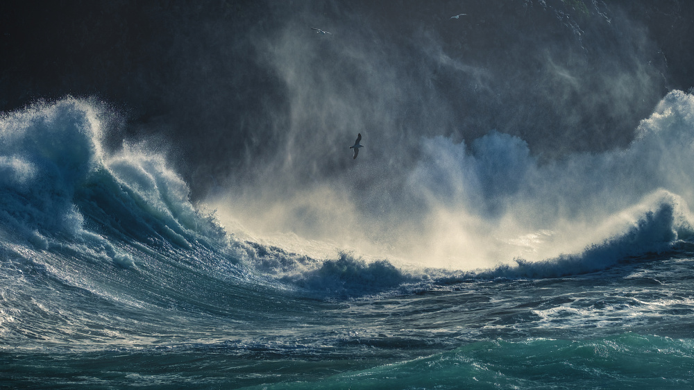 SEAGULL AT NORTH POLE od Paolo Lazzarotti