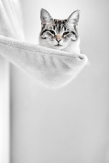 Elevated Cat