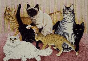 Stephanie''s Cats 