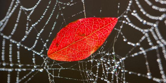 Blatt im Spinnennetz od Patrick Pleul