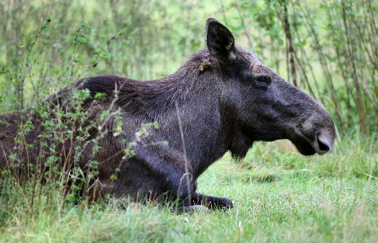 Elchkuh im Wildpark Schorfheide od Patrick Pleul