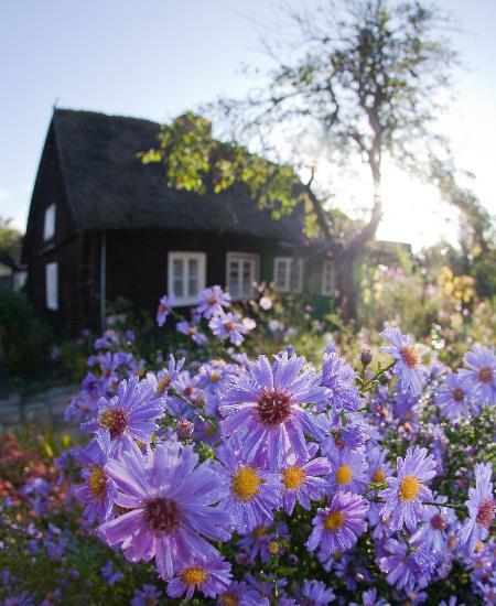 Herbstastern im Spreewald od Patrick Pleul