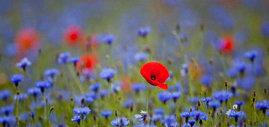 Klatschmohn zwischen Kornblumen od Patrick Pleul