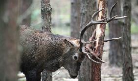 Hirschbrunft im Wildpark Schorfheide