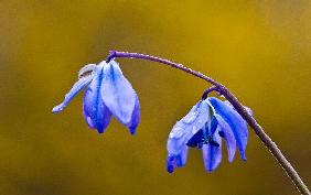 Blausternchen im Regen