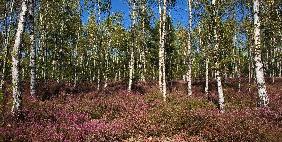 Heidekrautblüte im Naturschutzgebiet