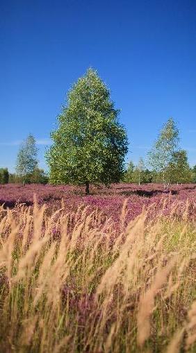 Heidekrautblüte im Naturschutzgebiet