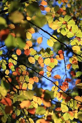 Herbst im Schlaubetal