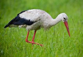 Storch auf Nahrungssuche