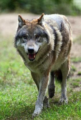 Wolf im Wildpark Schorfheide