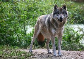 Wolf im Wildpark Schorfheide