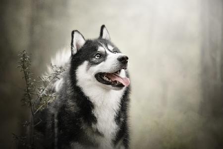 husky