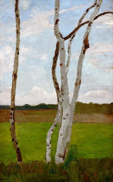 Birch Trunks