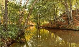 Spring Day at the Forest Stream