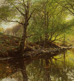 Forest Stream in Spring