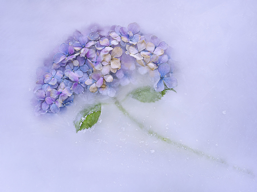 Hidrangen flower among the ice. od Pedro Uranga