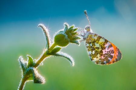 Spring butterfly