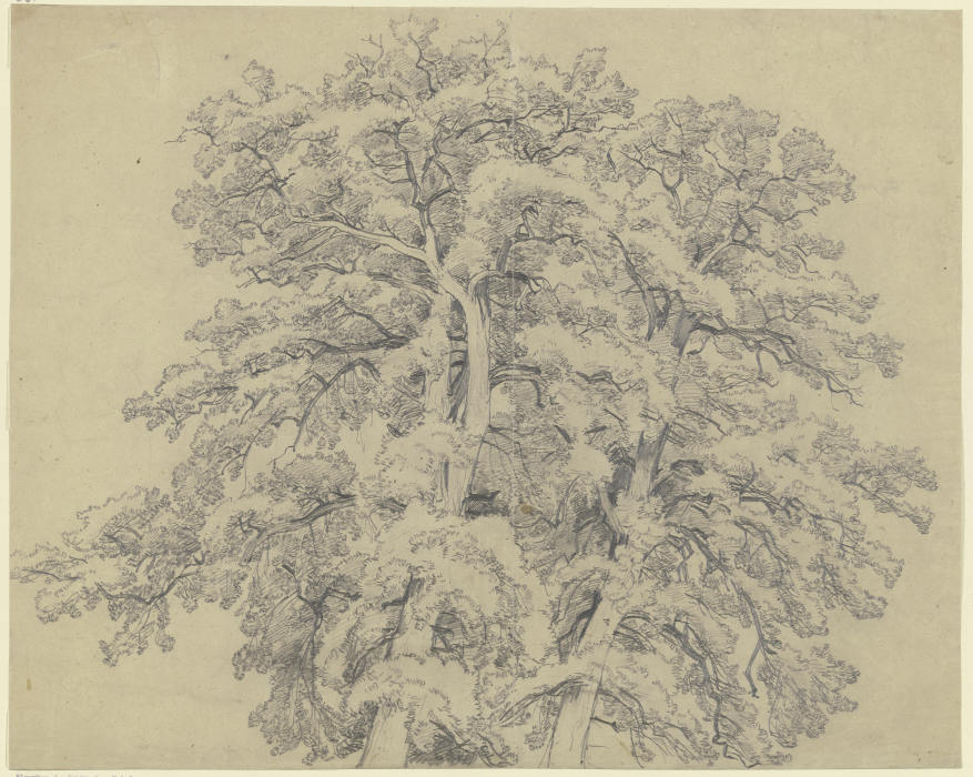 Oak tree top od Peter Becker