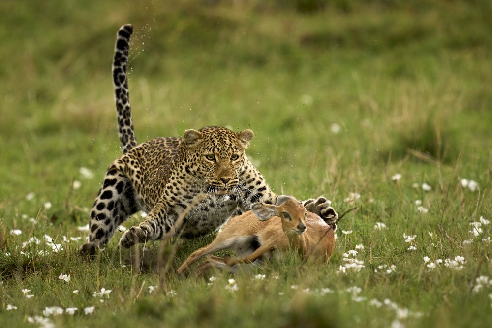 Leopard Surprise od Peter Hudson