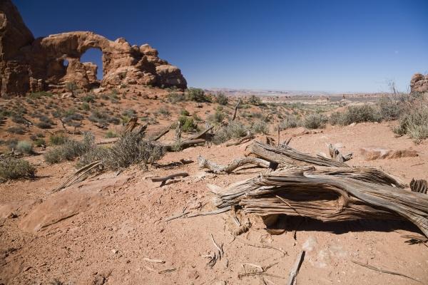 Baum und Turret Arch Utah USA od Peter Mautsch