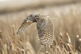 Great Horned owl