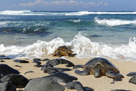 Turtle Race