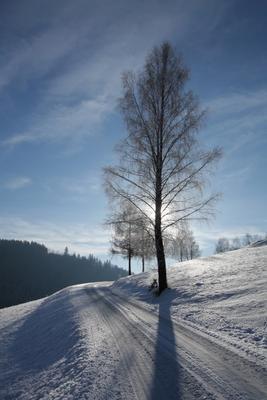 Birke in Winterlandschaft im Gegenlicht