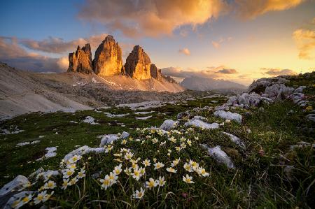 Bloomy Tre Cime