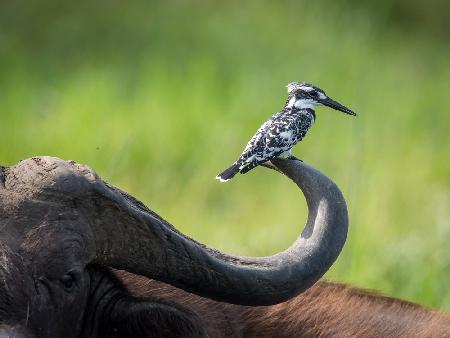 The Pied Kingfisher, Ceryle rudis