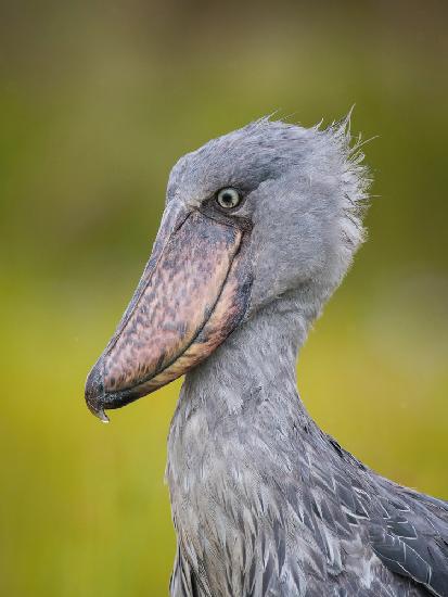 The Shoebill, Balaeniceps rex or Shoe-Billed Stork