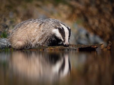 European badger, Meles meles