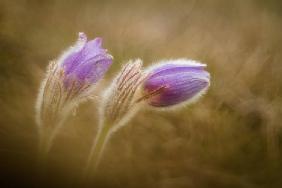 Pulsatilla pratensis