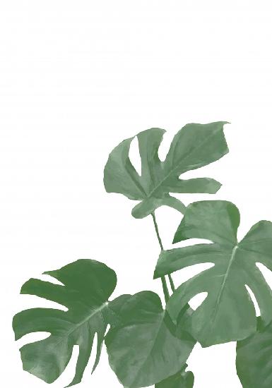 Monstera Aqua 04