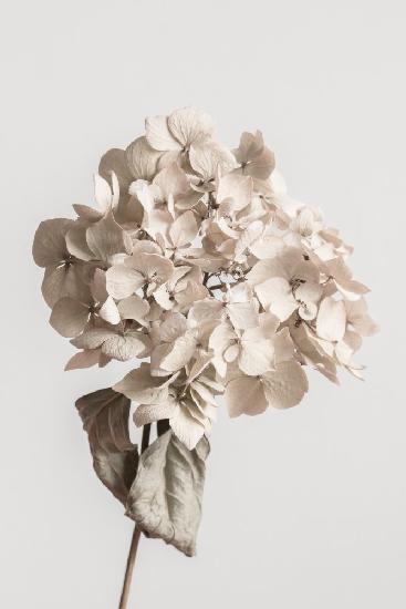 Beige dried flower