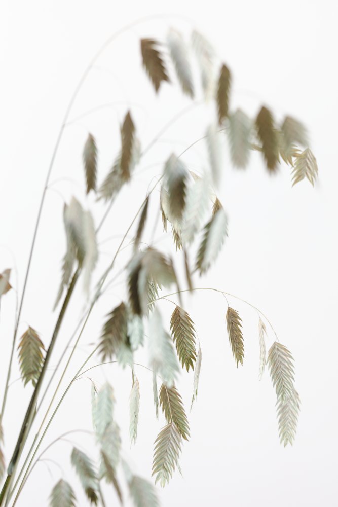 Dried Grass_natural od Pictufy Studio III