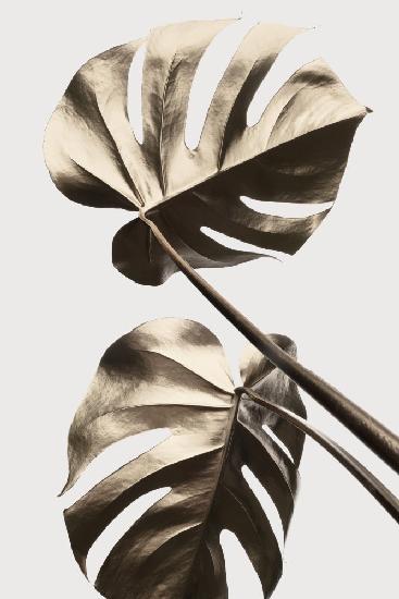 Monstera Gold 08