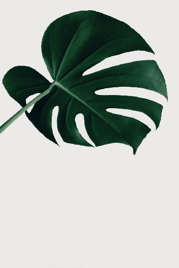 Monstera Natural 19