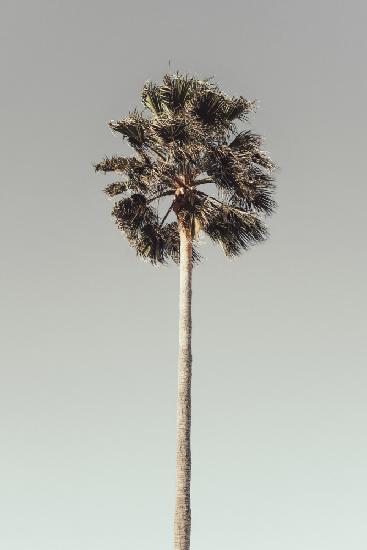 Palm_001